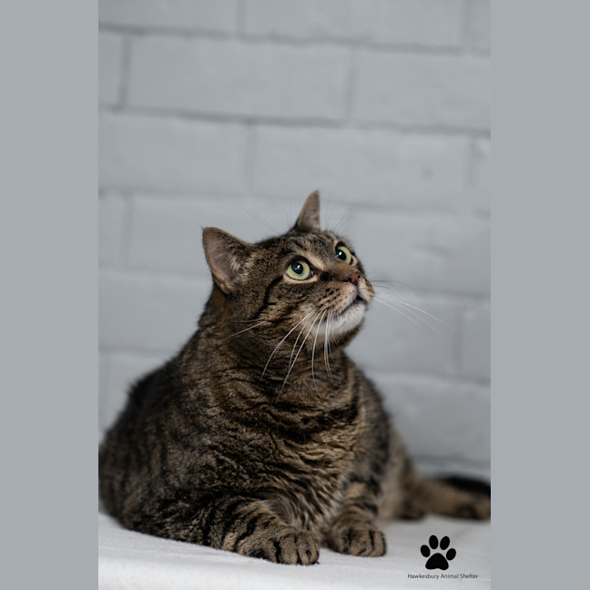 Photo of Turbo