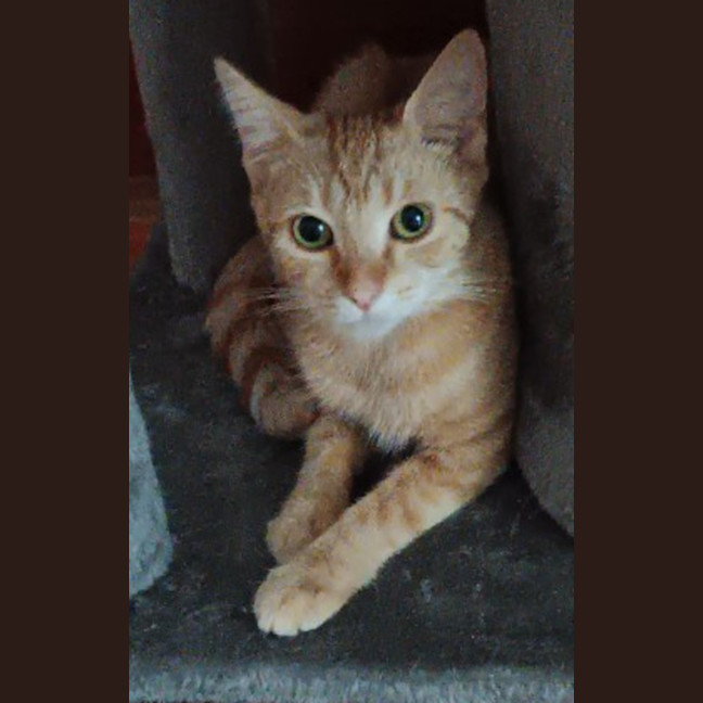 Photo of *Adoption Pending* Aprilia