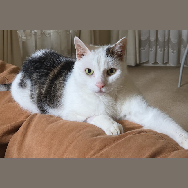 Photo of Skitty