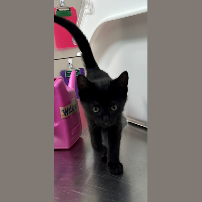 Photo of Adam (9992)