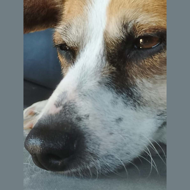 Photo of Bindie