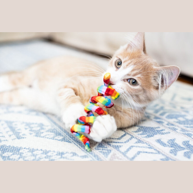 Photo of Cooper