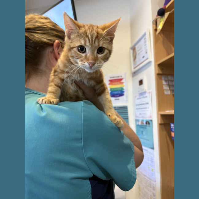 Photo of Carrot Cake