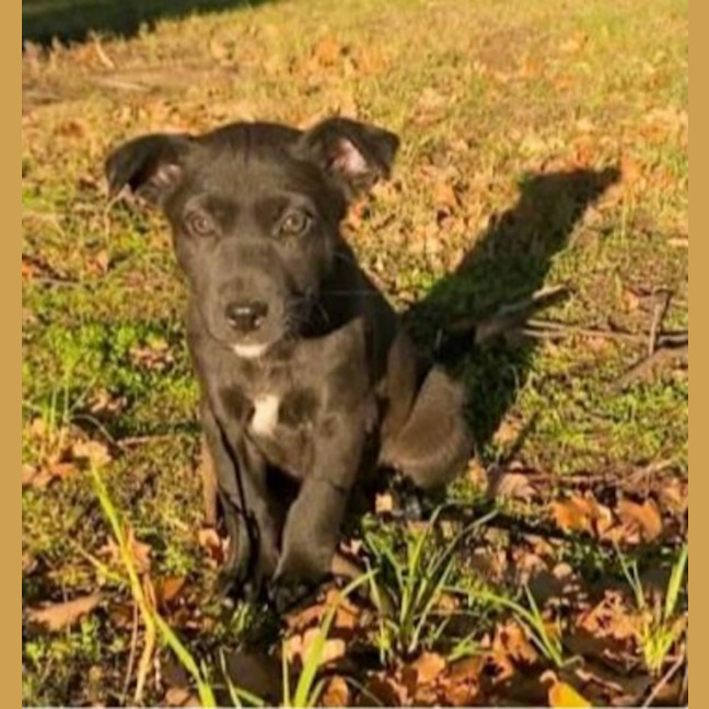 Photo of Tina ~ 8 Week Old Border Collie X Puppy