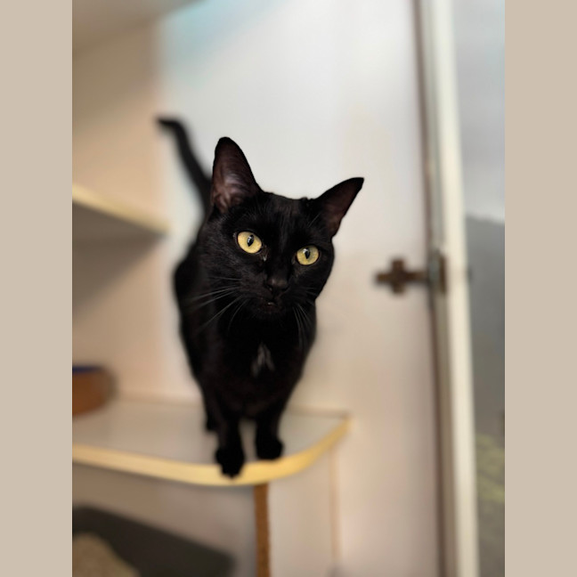 Photo of Scout