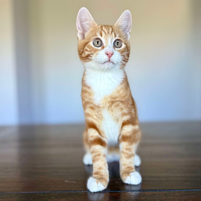 Photo of Monkey   Located In Templestowe