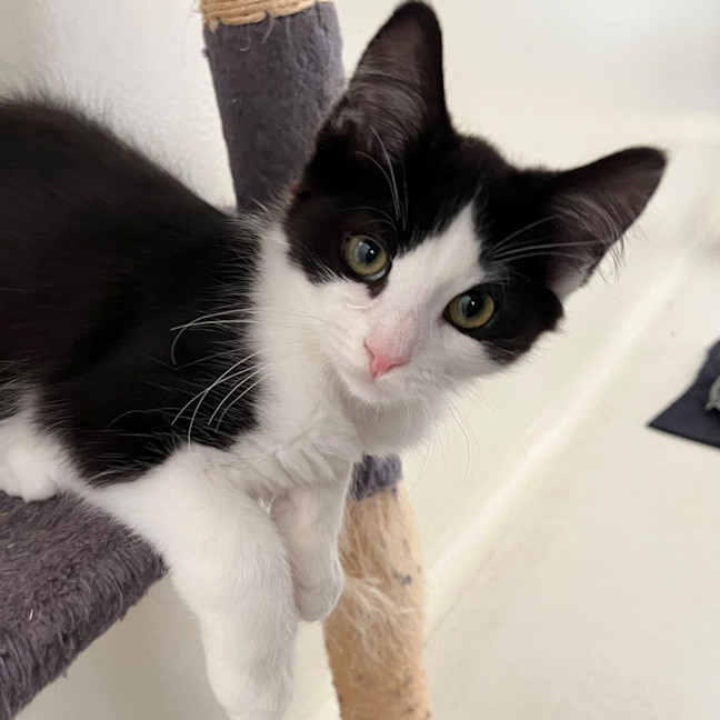 Photo of Gumdrop And Dumpling!