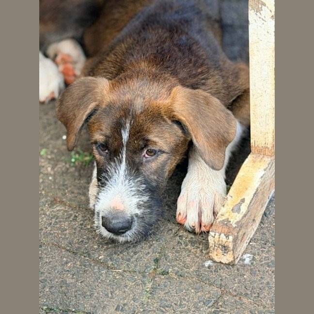 Photo of Odin