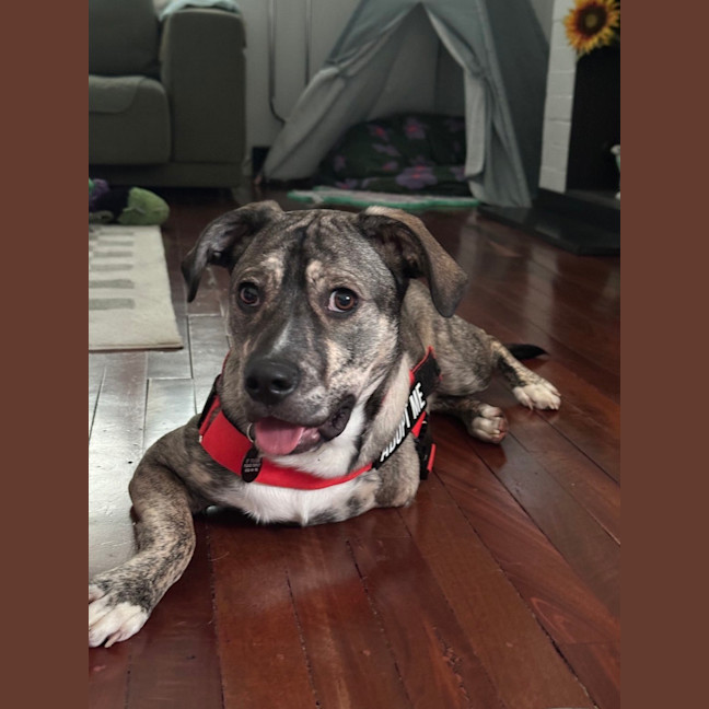 Photo of Pixel