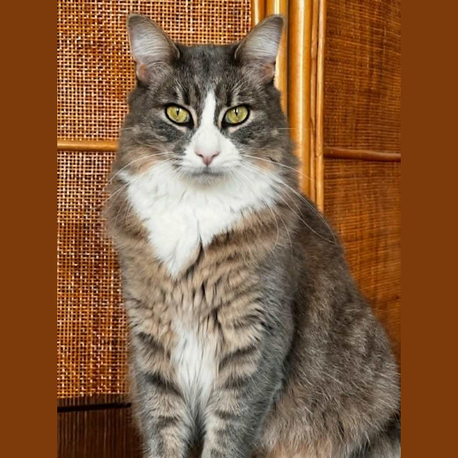 Photo of Clover * 9 Lives Project Rescue*
