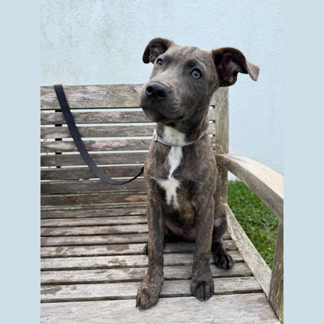 Photo of Marvin   6 Month Old Cattle Dog X Staffy