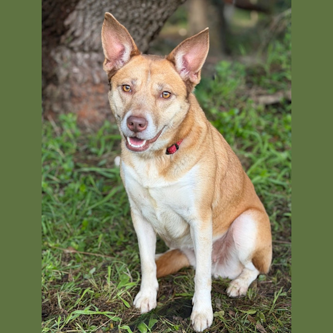 Photo of Chilli
