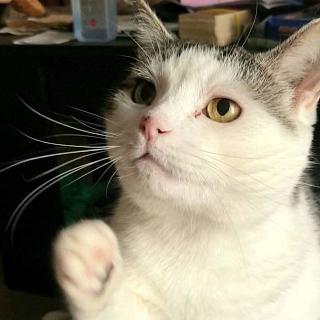 Photo of Tom   In Foster Care In Reservoir