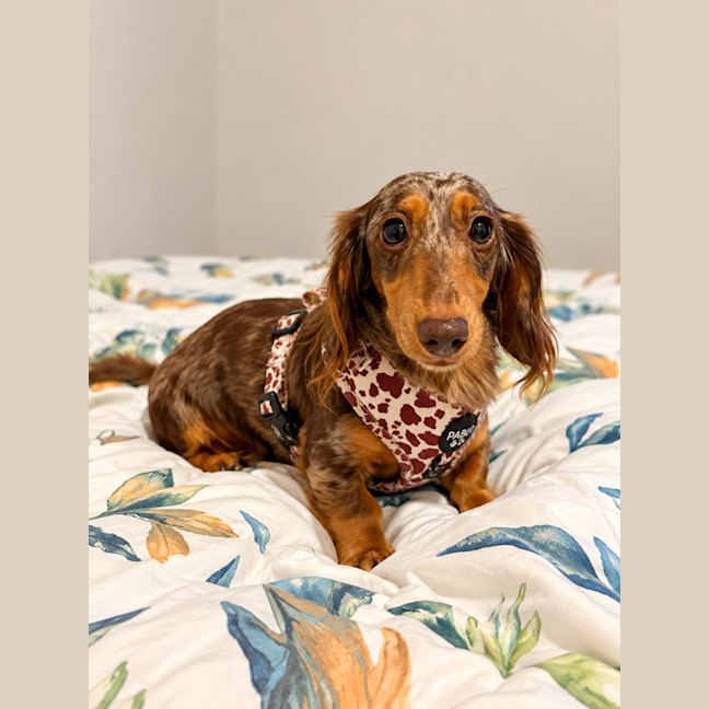 Photo of Oakleigh