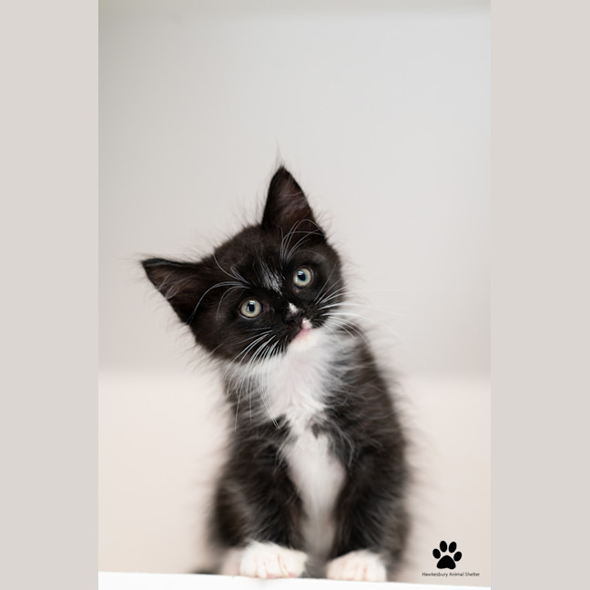 Photo of Twinkie 