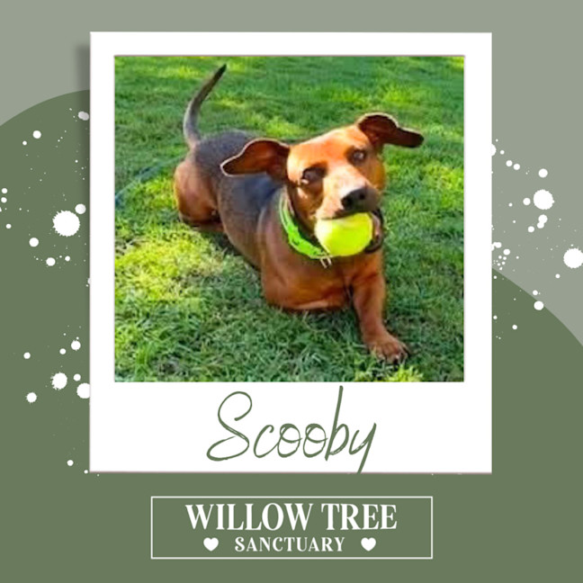 Photo of Scooby