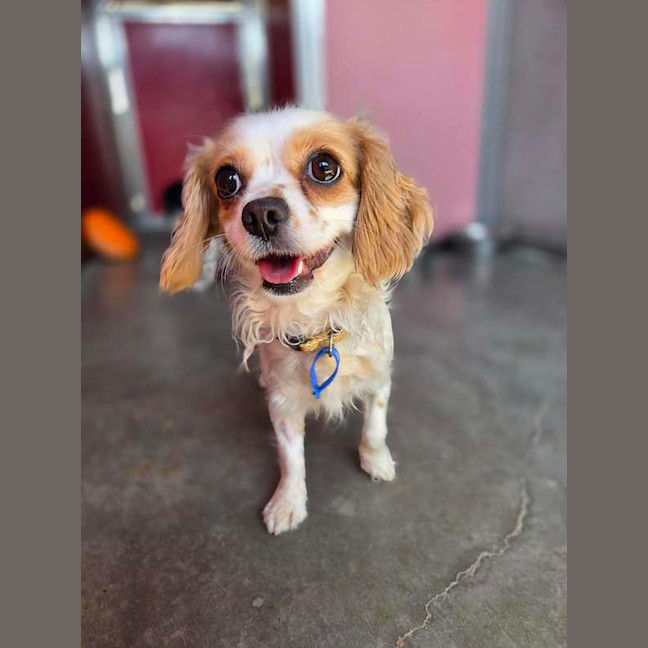 Photo of Gracie