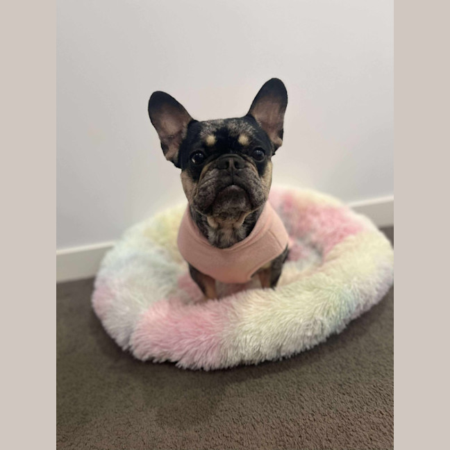 Photo of Oreo   3 Year Old French Bulldog