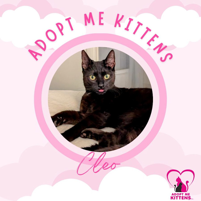 Cleo Female Domestic Short Hair (DSH) Cat in QLD PetRescue