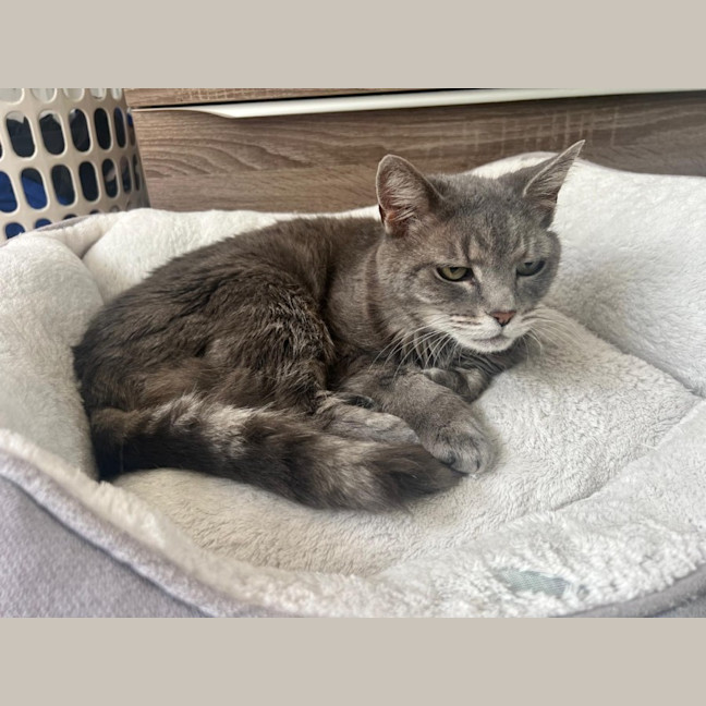 Photo of Dusty