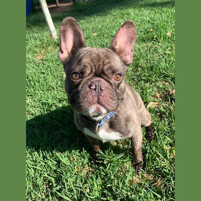Photo of Elmer