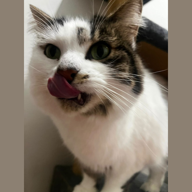 Photo of Luna
