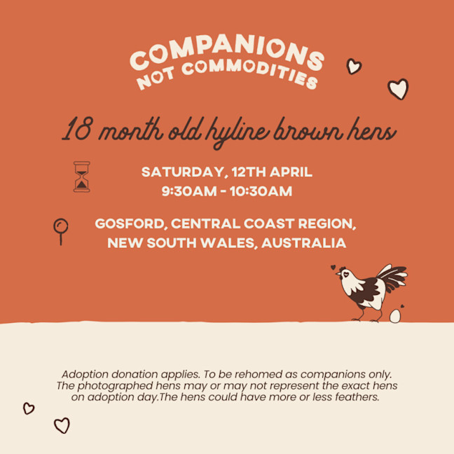 Photo of Rescue Hens