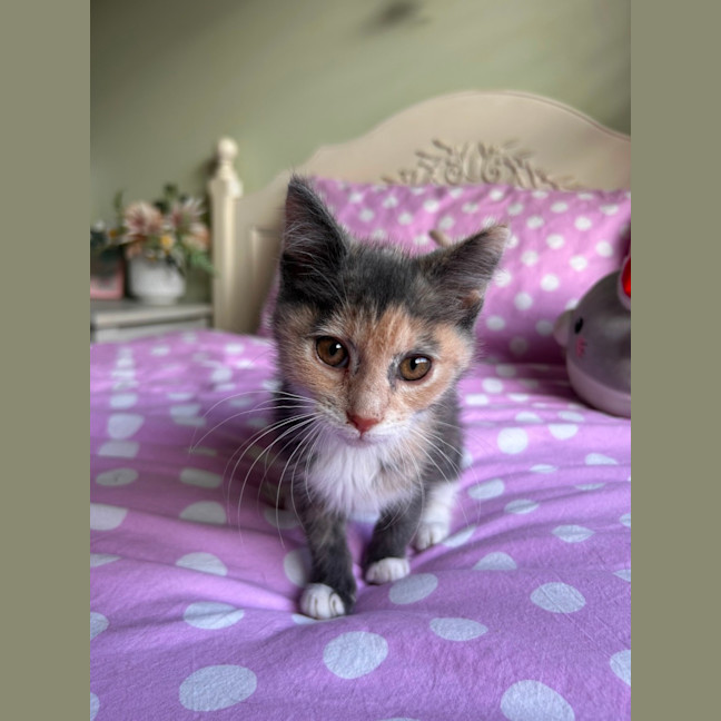 Photo of Dixie
