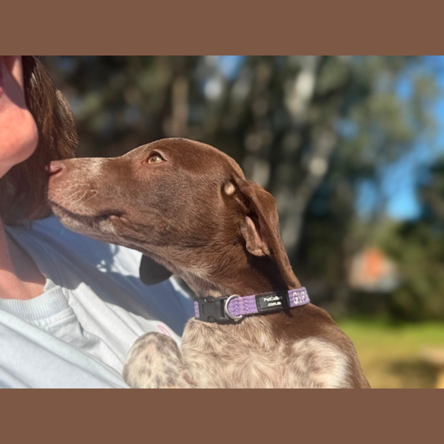 Photo of Buddy