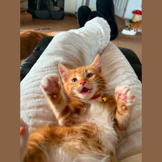 Photo of Cheetoh