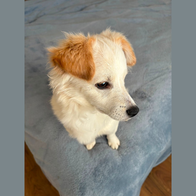 Photo of Whisky