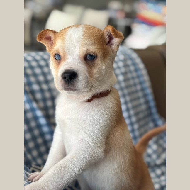 Photo of Cookie