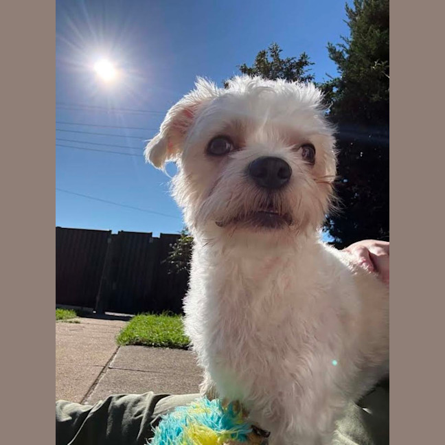 Photo of Marvin