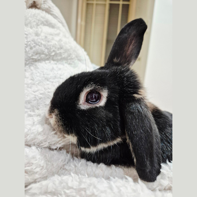 Photo of Pepper