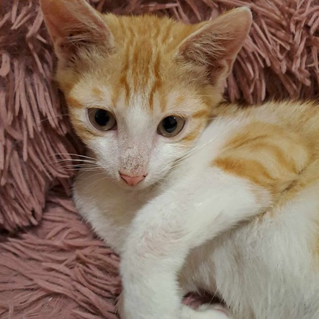 Photo of Muffin