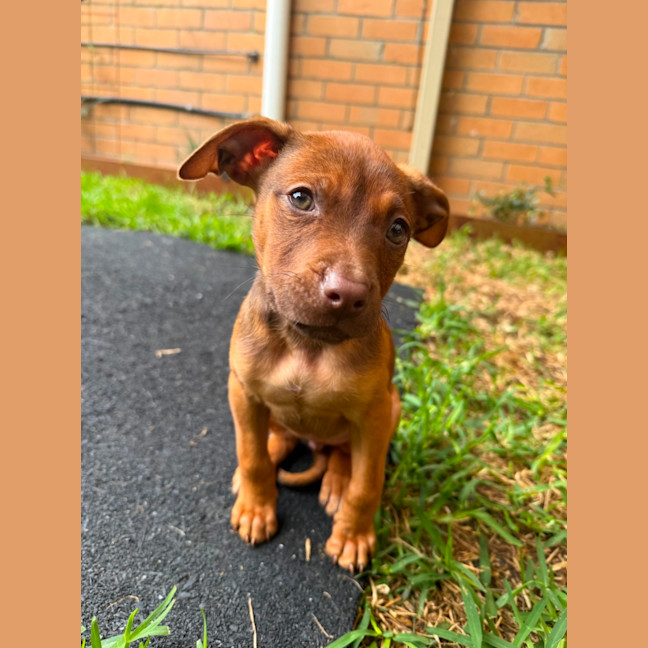 Photo of Daphne