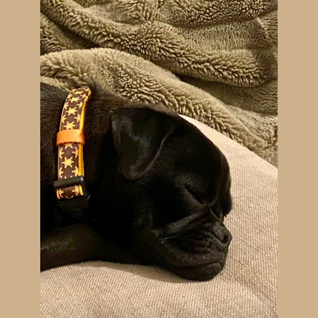 Photo of Archie   1 Year Old Pugalier