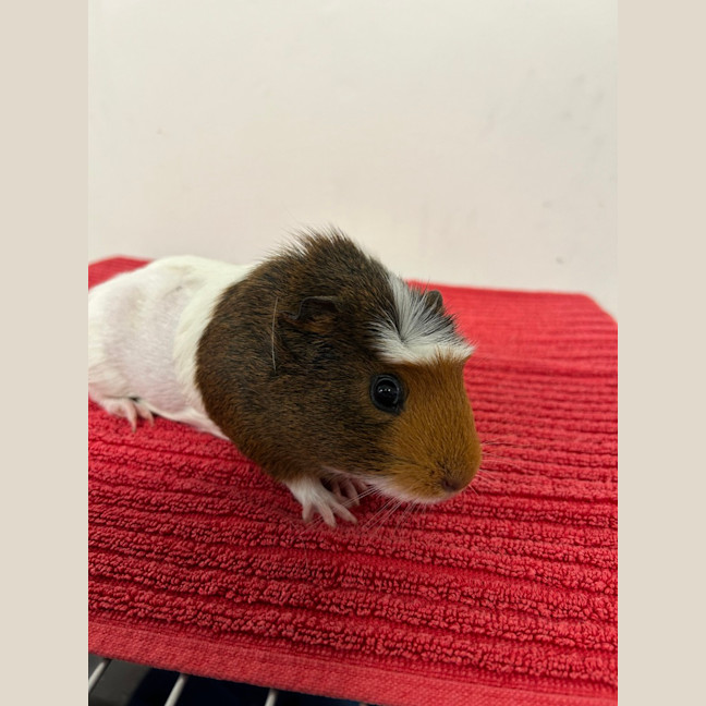Photo of Tulip