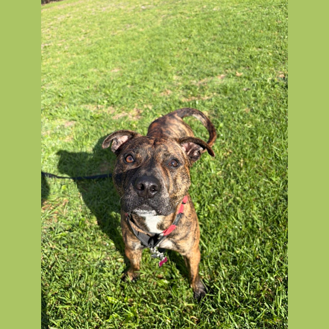 Photo of Chopper 