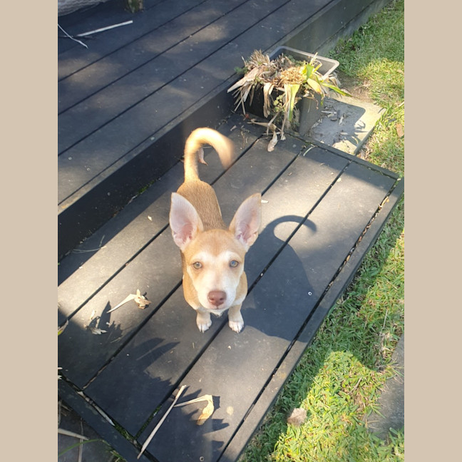 Photo of Nala
