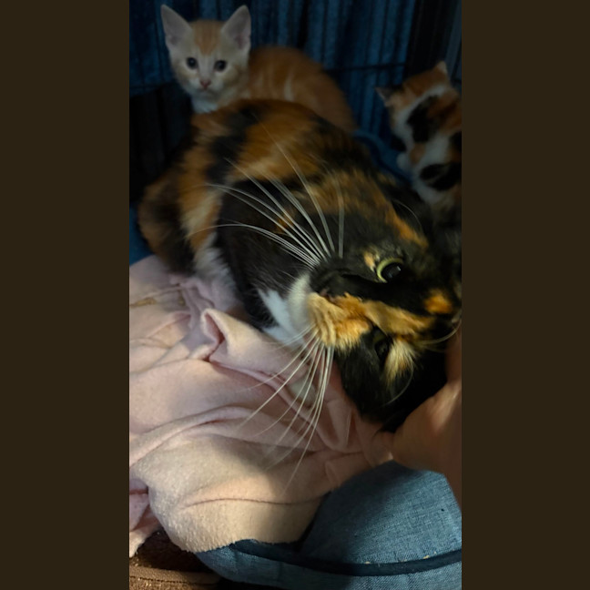 Photo of Periwinkle
