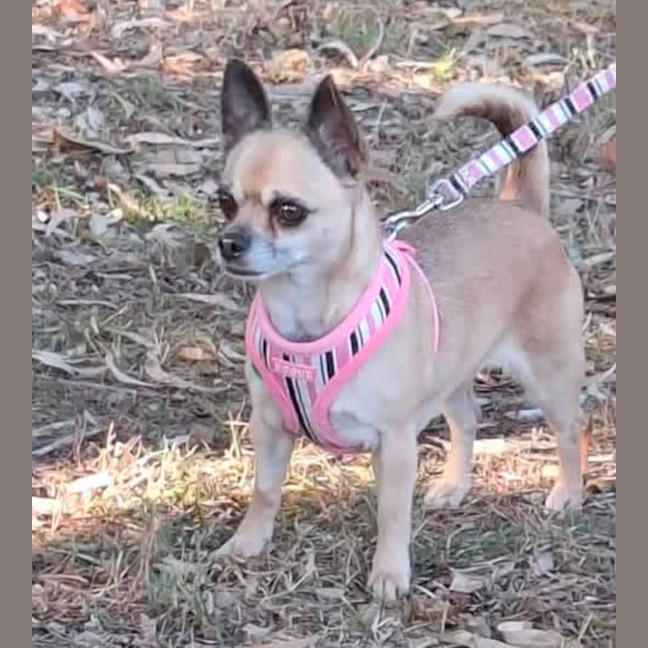 Photo of Fifi
