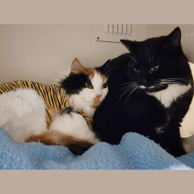 Photo of 🎀Brigita 6395 🎀