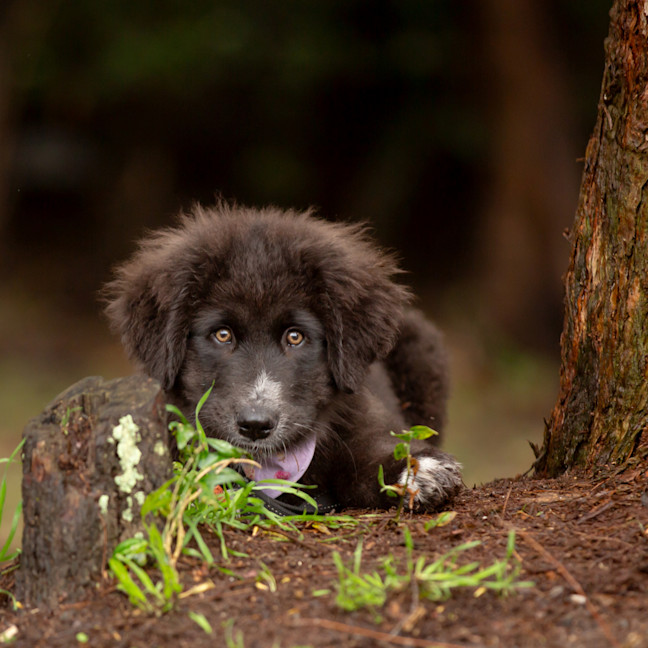 Photo of Daisy (Dipsy)