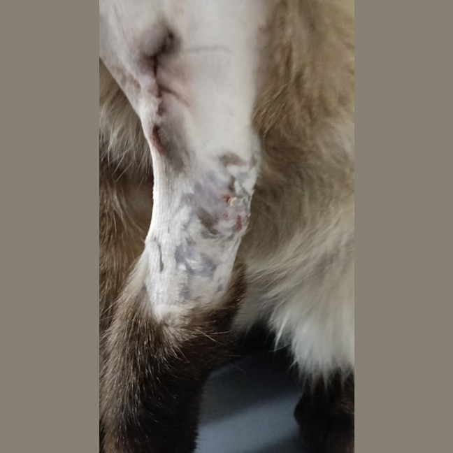 Photo of Ghost