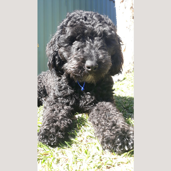 Photo of Wally   1 Year Old Cavoodle (Hold)