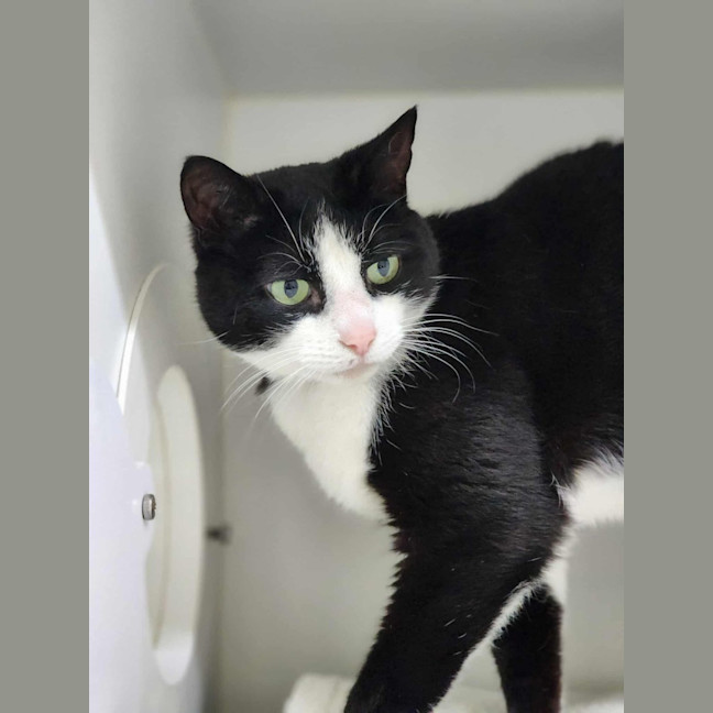 Photo of 🦨 Pepe 6506 🦨