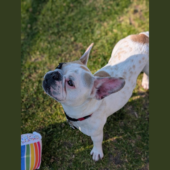 Photo of Bonnie