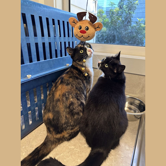 Photo of Sally   Now Available At Pet Quarters Glendale