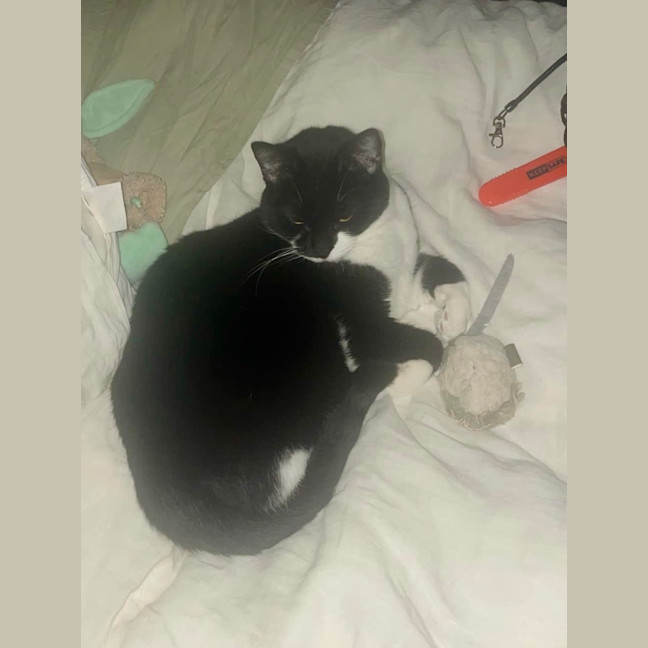 Photo of Zozo ❤️😻